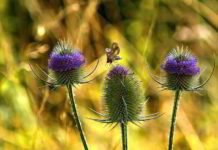 Alternative Therapie gegen Borreliose - im Herbst ist Erntezeit