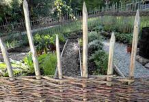 Welche Kräuter sollten im Kräutergarten wachsen?