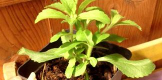 Stevia, die gesunde Alternative zu Zucker