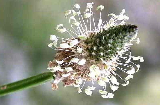 Flohsamen, wahre Alleskönner Flohsamen, wahre Alleskönner