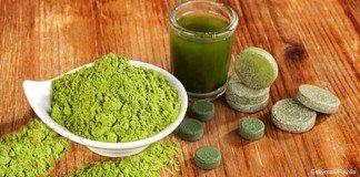 Spirulina-Algen stärken das Immunsystem Spirulina-Algen stärken das Immunsystem