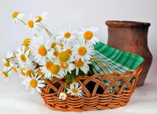 Gänseblümchen als Heilkräuter