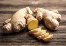 Bio-Ingwer kostengünstig selber ziehen Bio-Ingwer kostengünstig selber ziehen