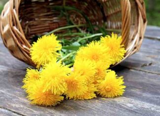 Mit Löwenzahn entschlacken und abnehmen