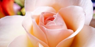 Rosen aus den eigenen Garten für die Wellness