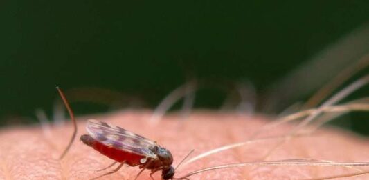 Diese Pflanzen schützen vor unliebsamen Insekten