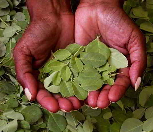 Moringa - der Gesundheits-Wunderbaum?
