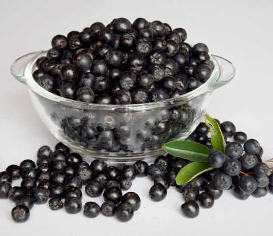 Aronia – Beerenstark für die Gesundheit Aronia - Beerenstark für die Gesundheit