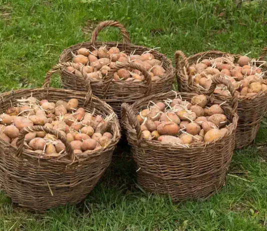 Warum es sich auch heute noch lohnt, Kartoffeln einzukellern