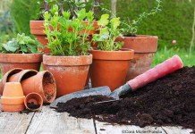 Schadstoffkontrollierte Pflanzerde sollte bevorzugt werden