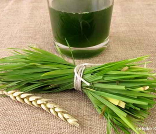 Weizengras, den Körper mit dem Heil- und Superfood entgiften