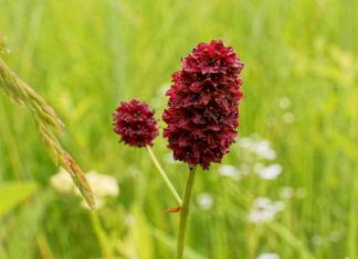 Der große Wiesenknopf – gesund, schmeckt, wiederentdeckt Wie unterstützt der große Wiesenknopf die Gesundheit?