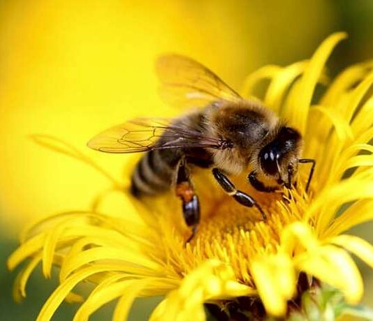Bienenfreundliche Pflanzen auf Balkon, Terrasse und Garten – so können wir helfen Bienenfreundliche Pflanzen