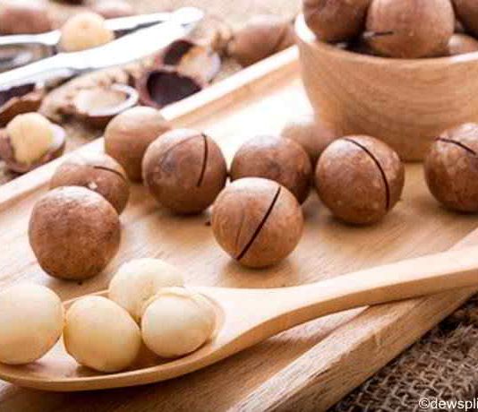Die Macadamia Nuss ist in der Küche und Kosmetik sehr variabel einsetzbar