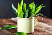 DIY Spitzwegerich-Salbe gegen Insektenstiche und Hustensaft DIY Spitzwegerich-Salbe gegen Insektenstiche und Hustensaft