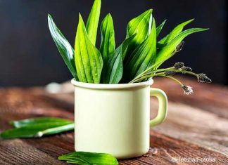 DIY Spitzwegerich-Salbe gegen Insektenstiche und Hustensaft