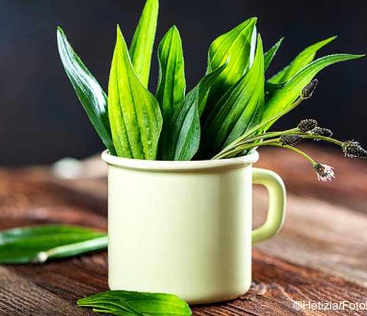 DIY Spitzwegerich-Salbe gegen Insektenstiche und Hustensaft DIY Spitzwegerich-Salbe gegen Insektenstiche und Hustensaft