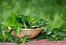 Brennnesseljauche, biologischer Dünger für Obst und Gemüse