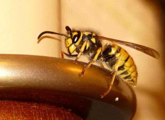 Bienen- und Wespenstiche mit Hausmitteln effektiv behandeln
