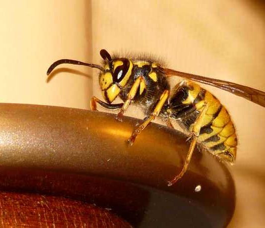 Bienen- und Wespenstiche mit Hausmitteln effektiv behandeln