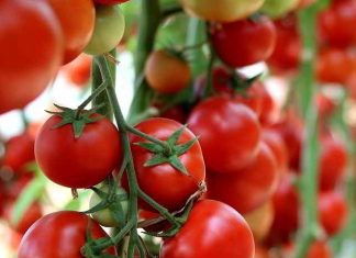 Tomaten selber pflanzen - auf Balkon und Terrasse