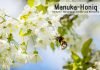 Manuka-Honig - Herkunft, Herstellung, Wirkstoffe,