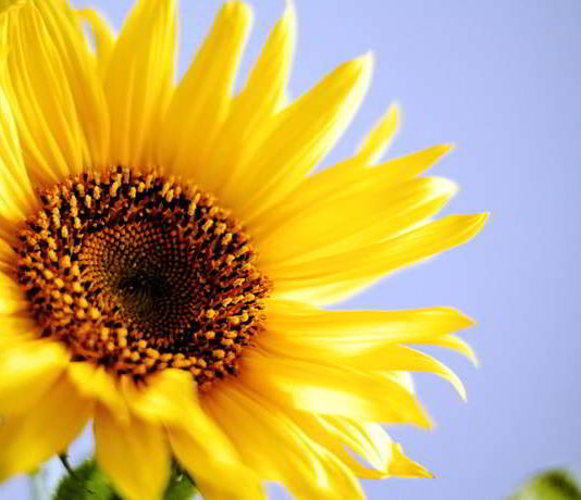 DIY Sonnenblumenkern Paste - vegan, gesund und richtig lecker