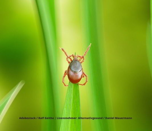 Zeckenzeit: Kampf gegen Borreliose wird mit Frequenztherapie geführt